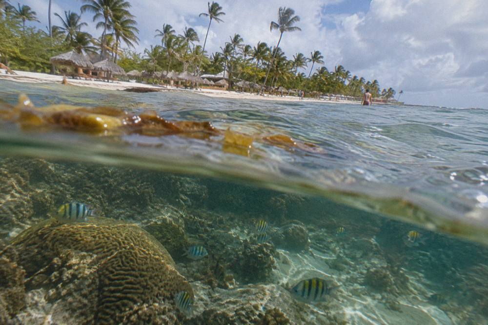 Tropical fish swimming over a shallow coral reef in clear water