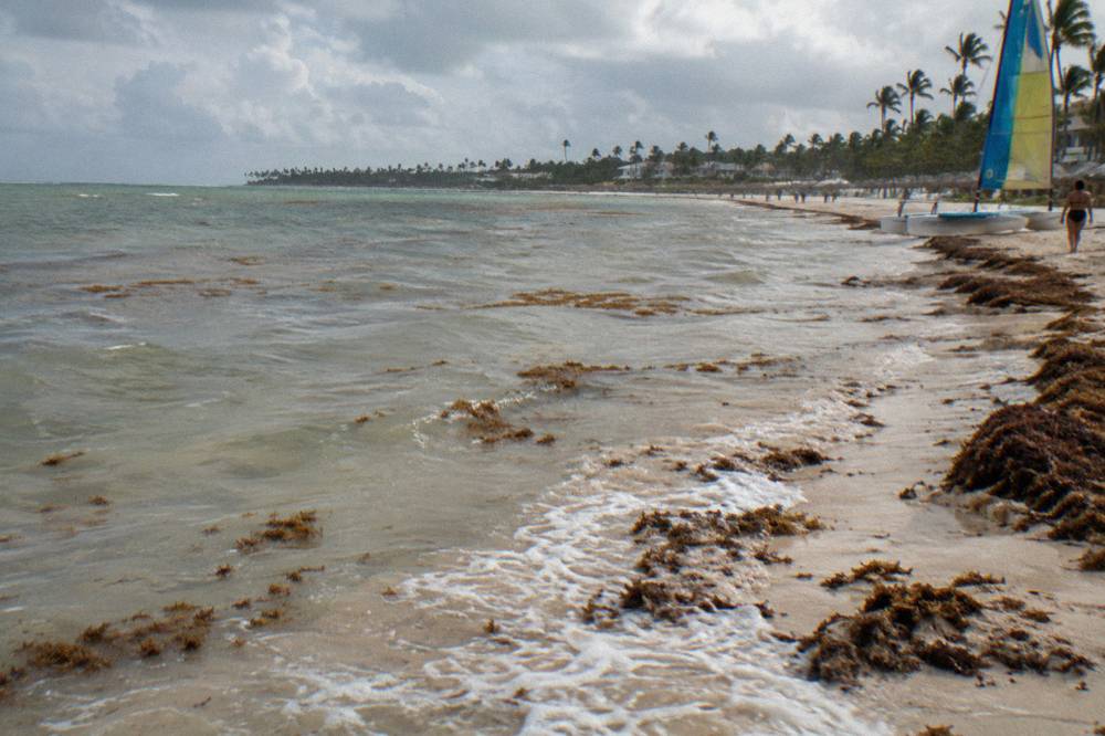 Brown sargassum seaweed floating in shallow water near a sandy beach