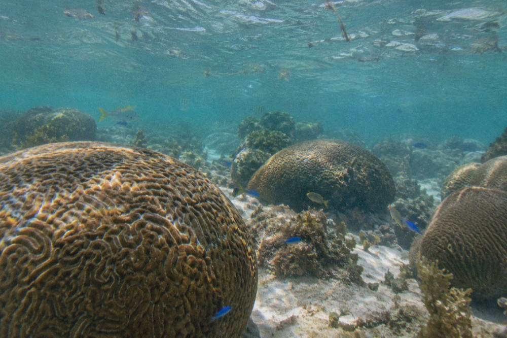 Underwater view of coral heads and small tropical fish in clear water